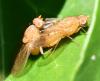 Sapromyzosoma sp.